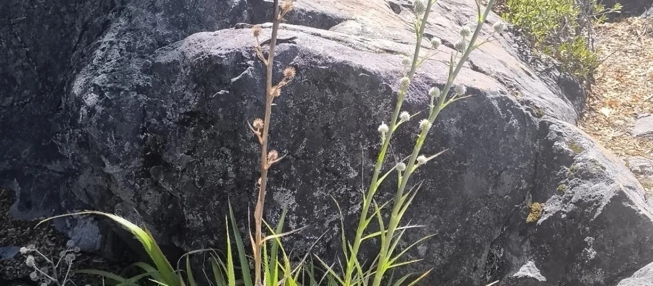 Eryngium paniculatum