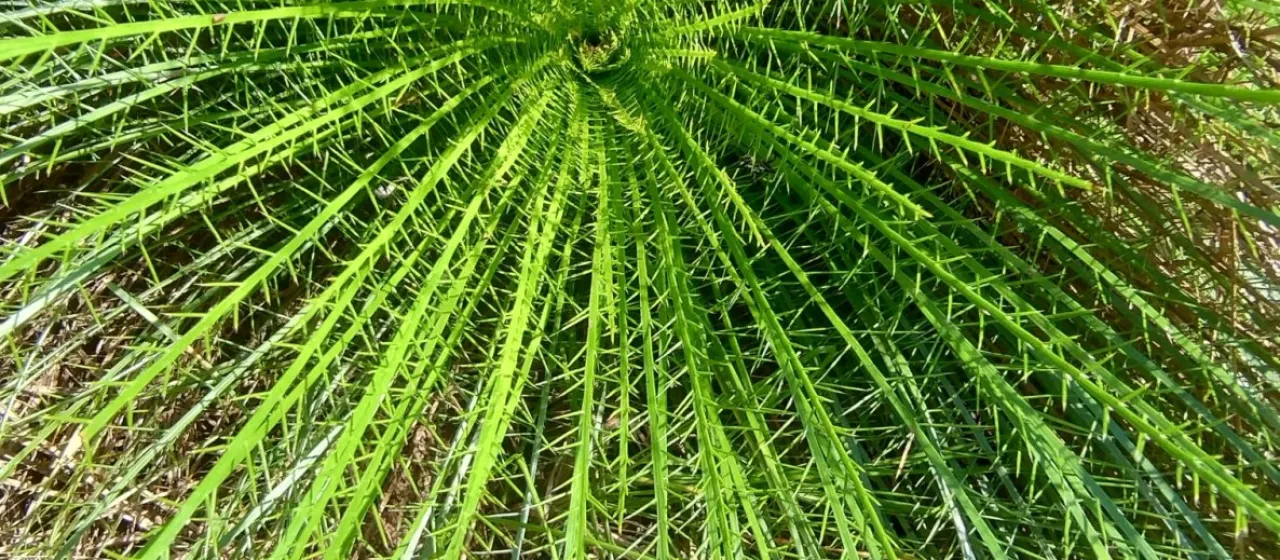 Eryngium pristis