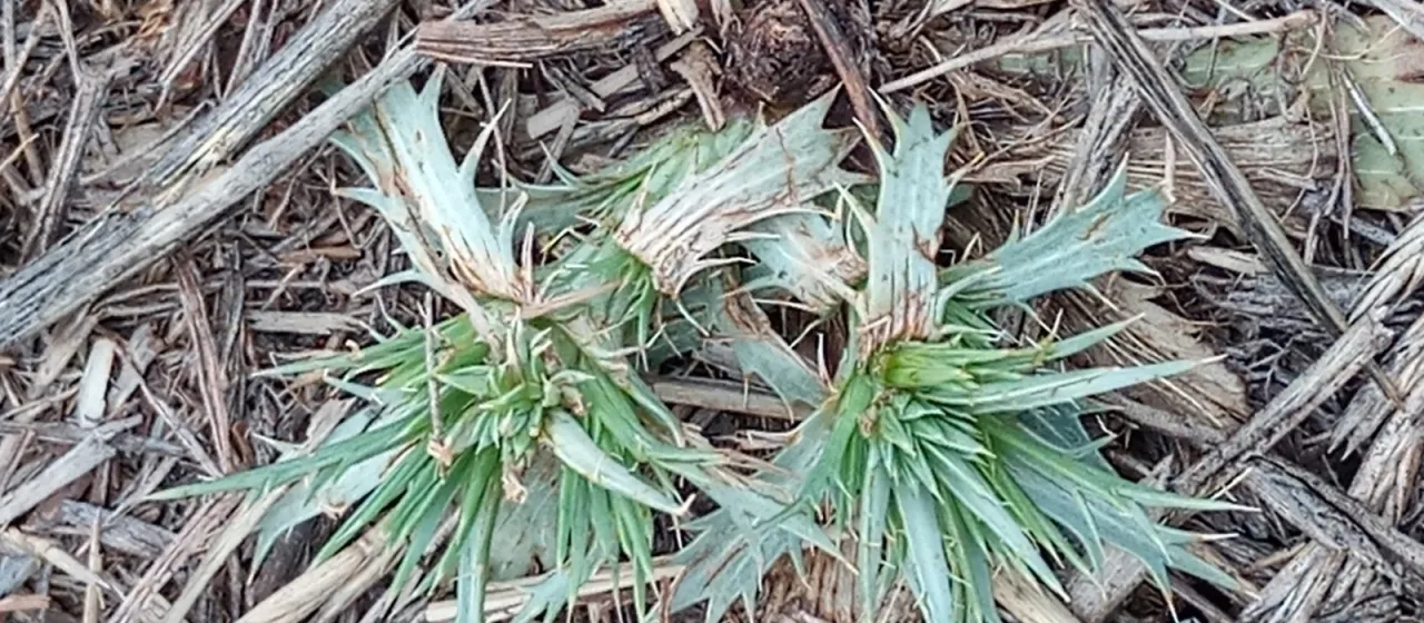 Blue thistle