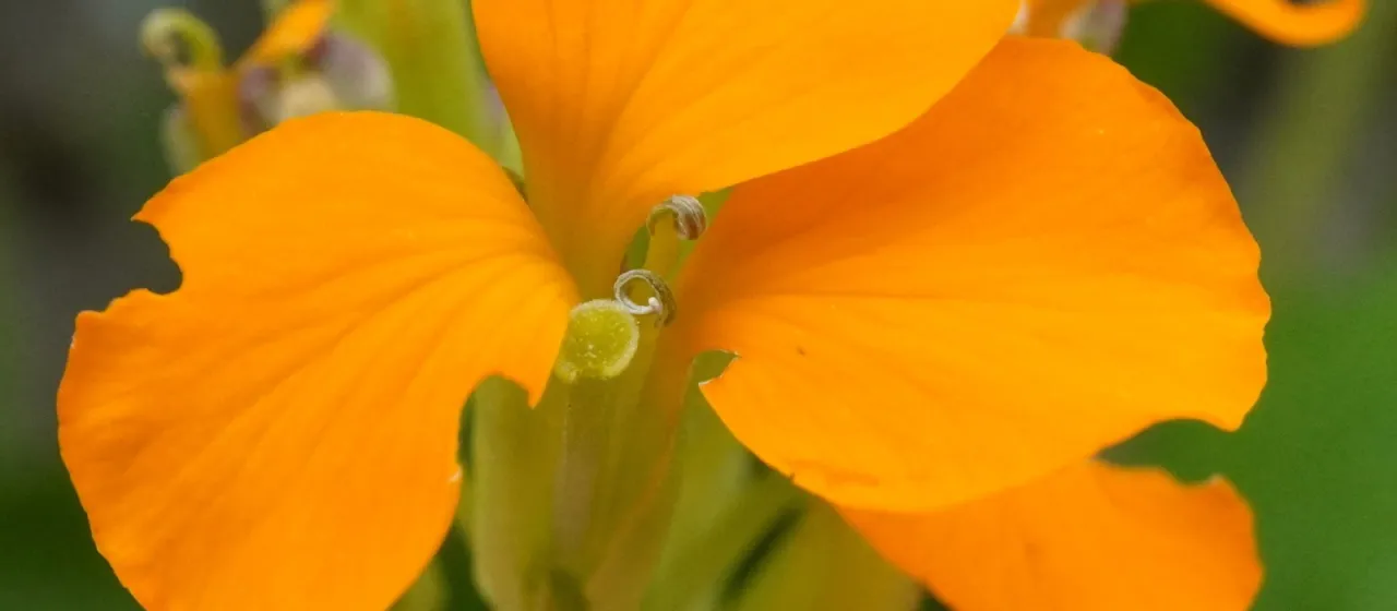 Siberian Wallflower