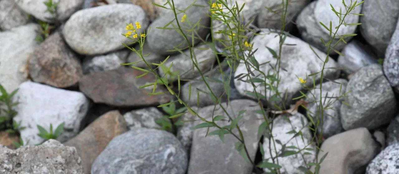Japanese wallflower