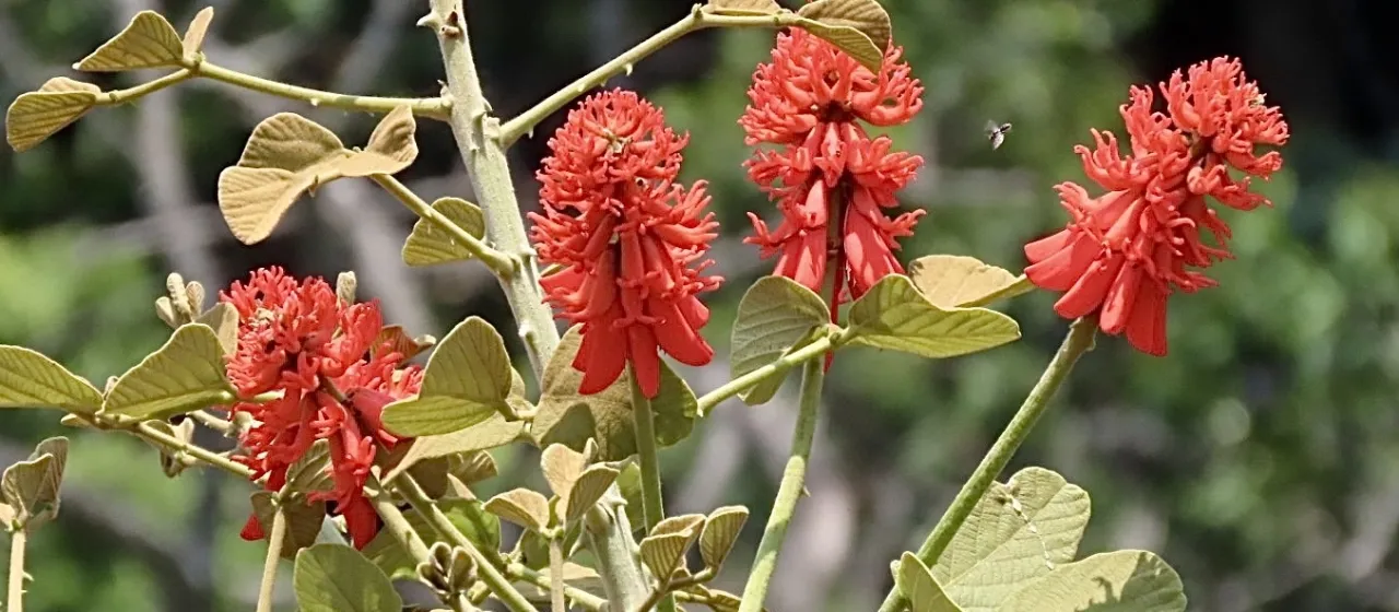 Erythrina abyssinica