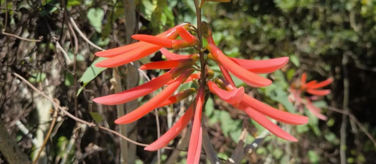 Erythrina berteroana