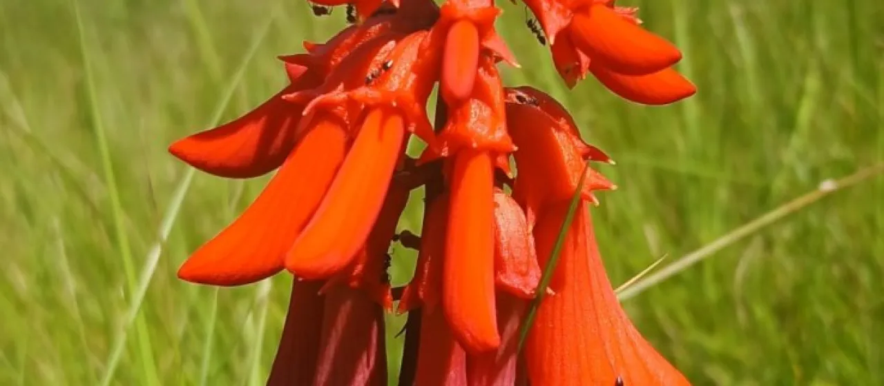 Natal coral tree