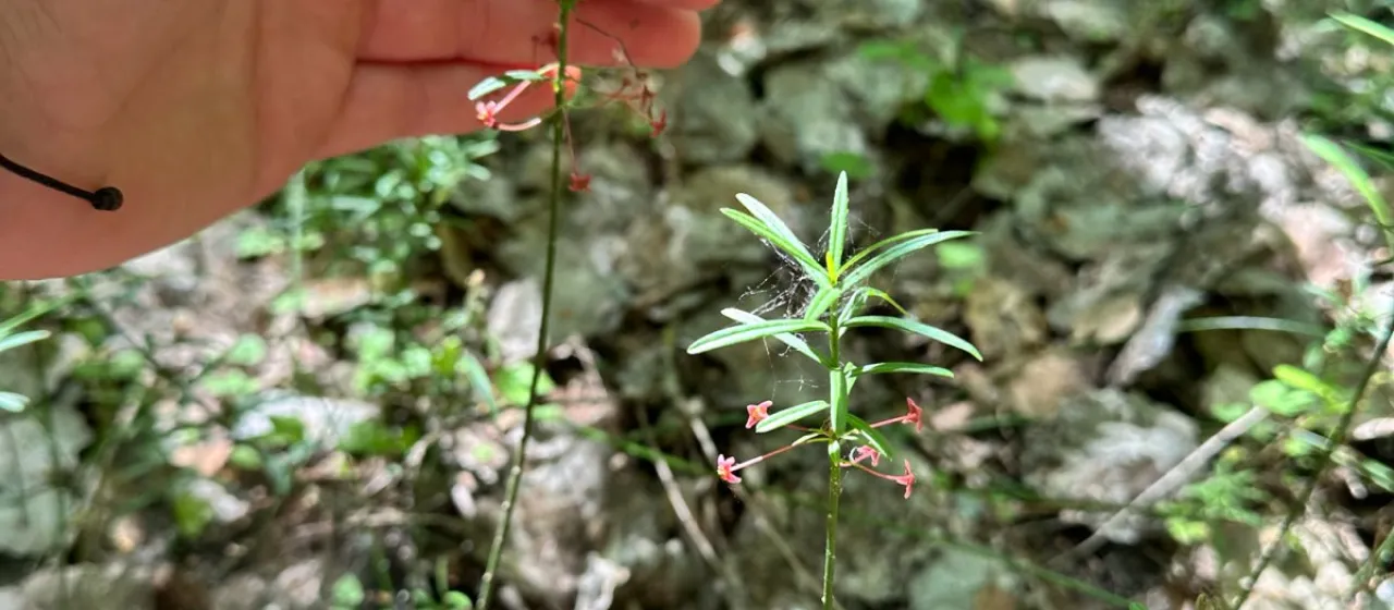 Dwarf euonymus