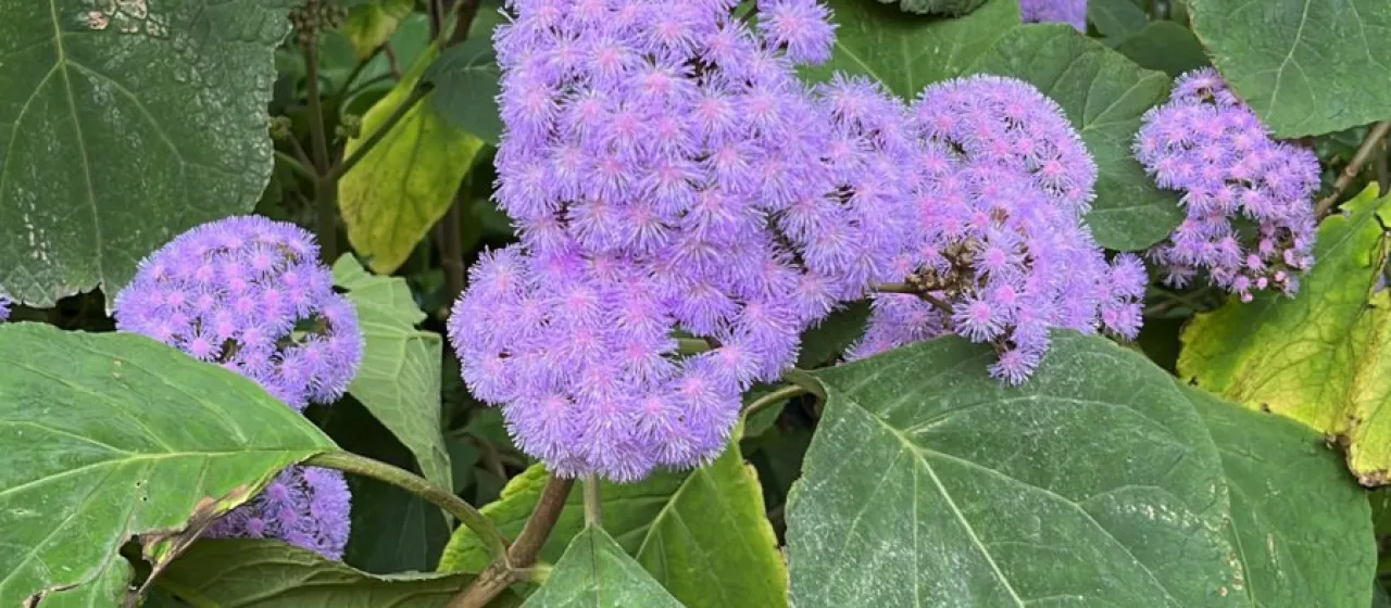Eupatorium atrorubens