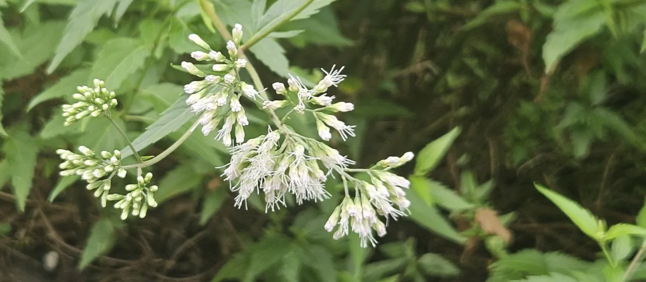 Formosa thoroughwort