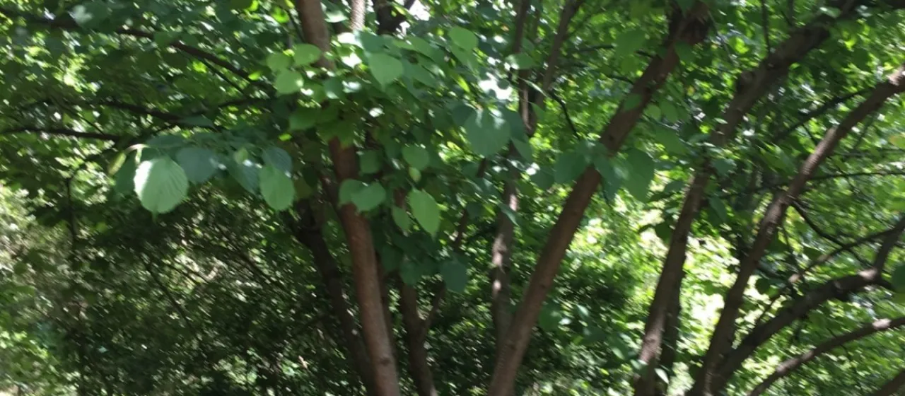 Эптелея многосемянная