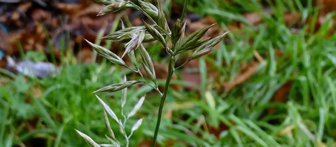 Meadow fescue