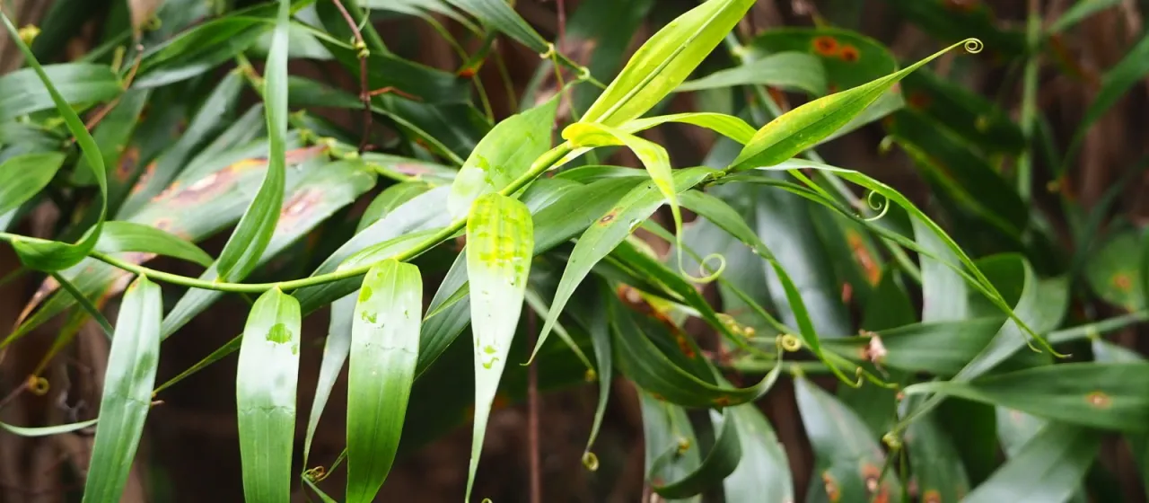 Flagellaria indica