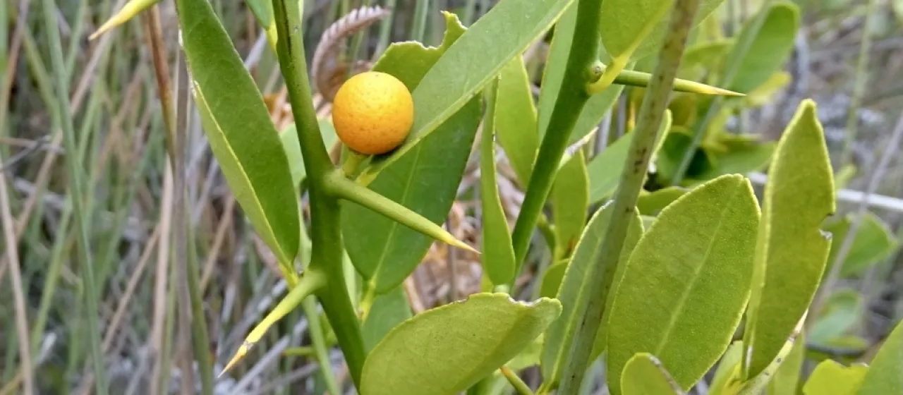 Fortunella hindsii