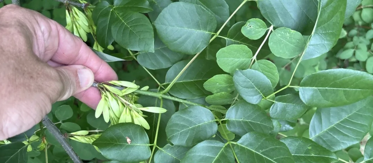 Fraxinus albicans