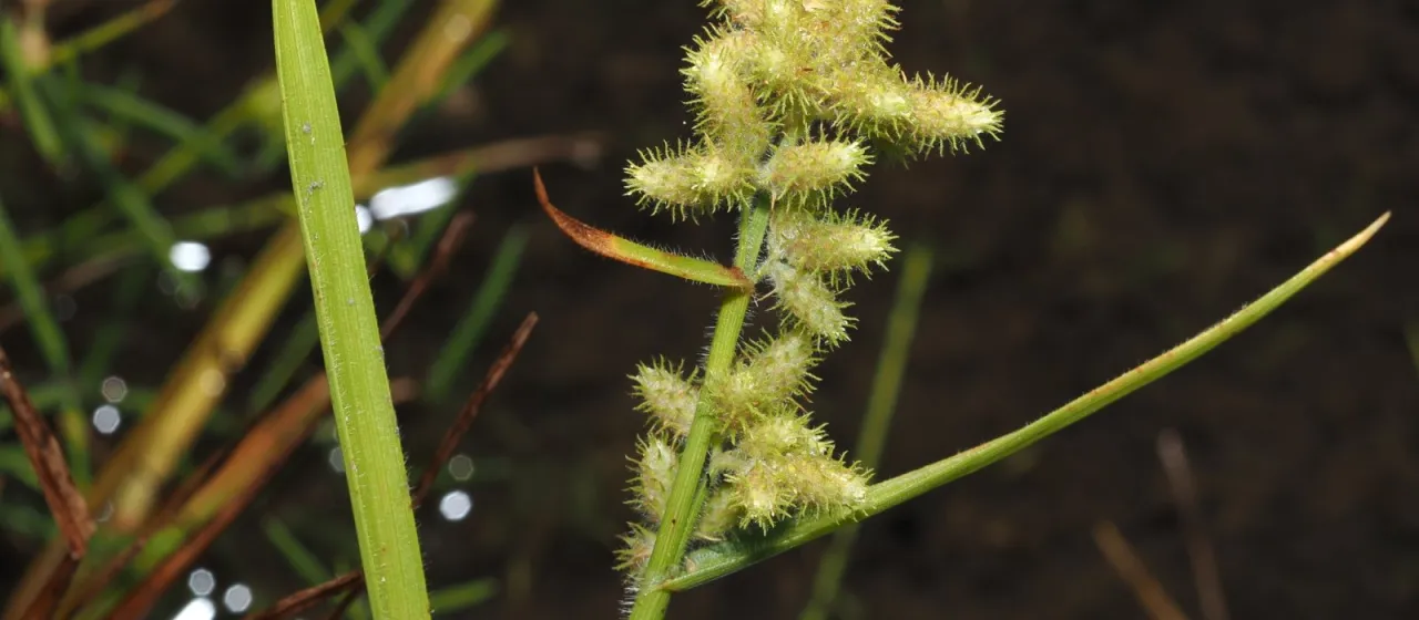 Fuirena ciliaris