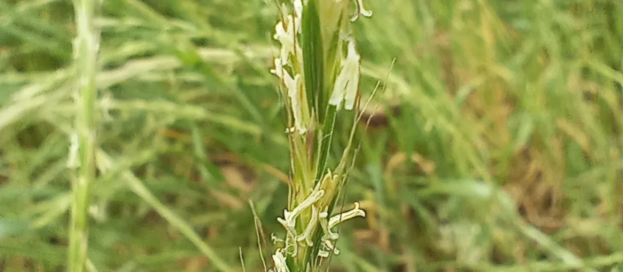 French oatgrass