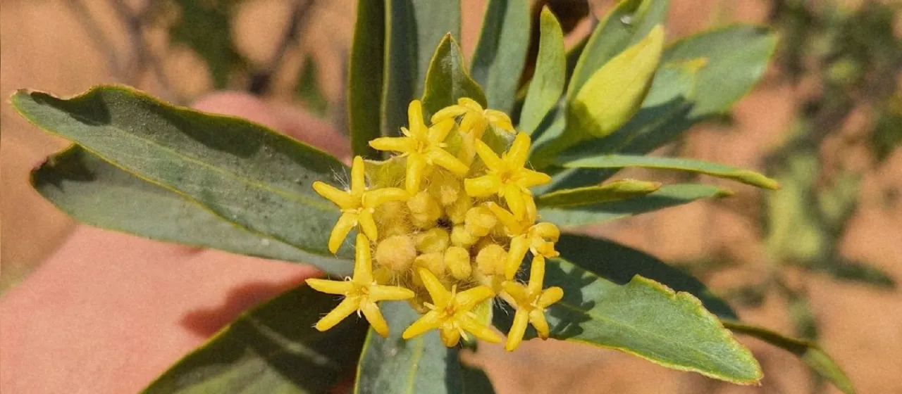 Lasiosiphon glaucus