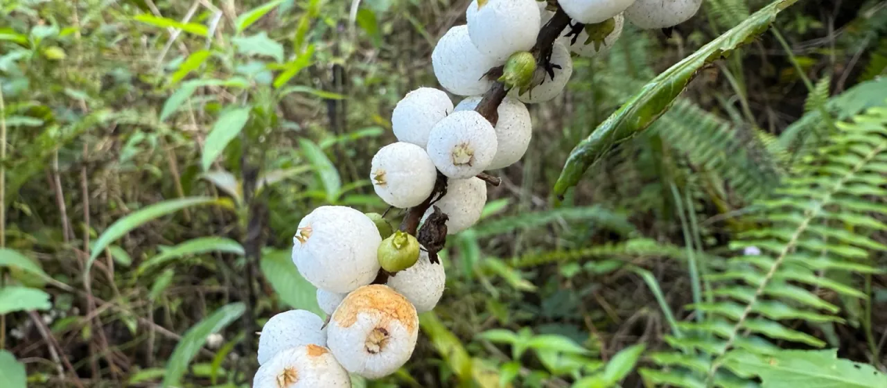 Gonzalagunia spicata