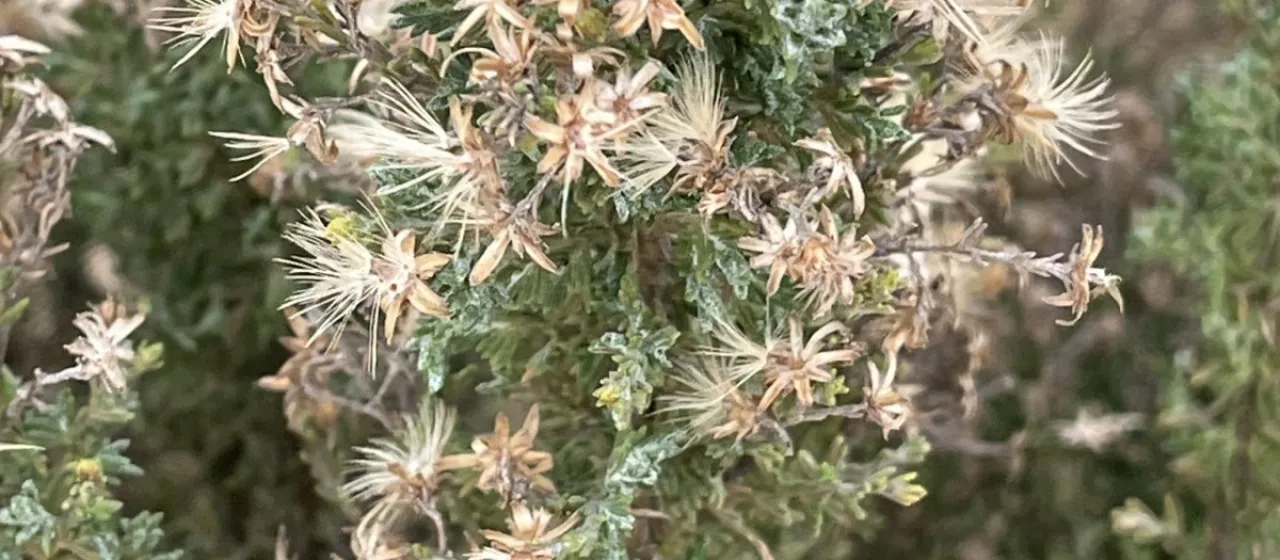 Ericameria ericoides