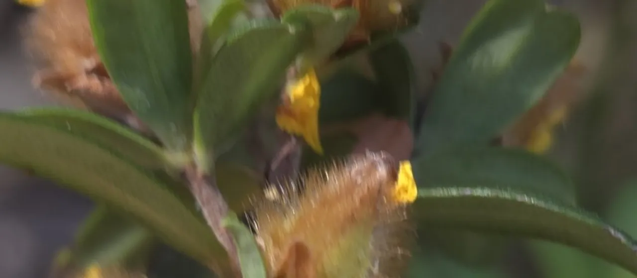 Hibbertia bracteata
