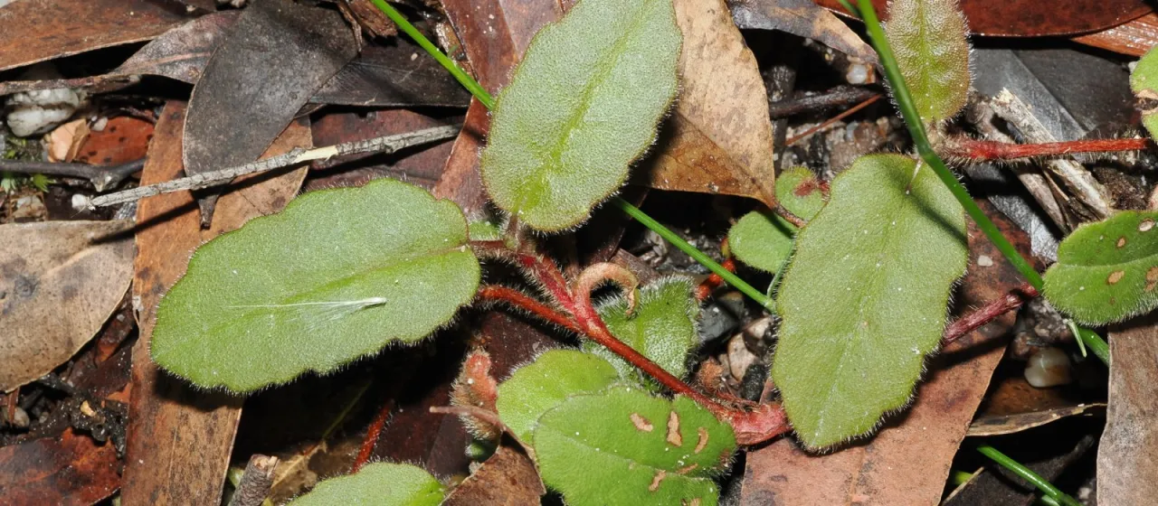 Hibbertia dentata