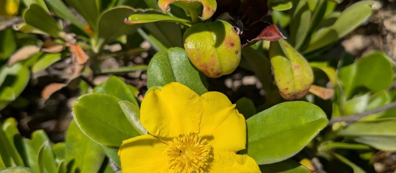 Snake vine