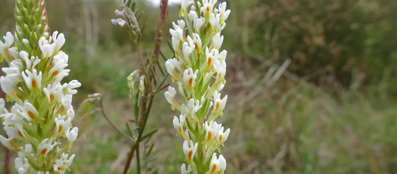 Гебенстреция цельнолистная
