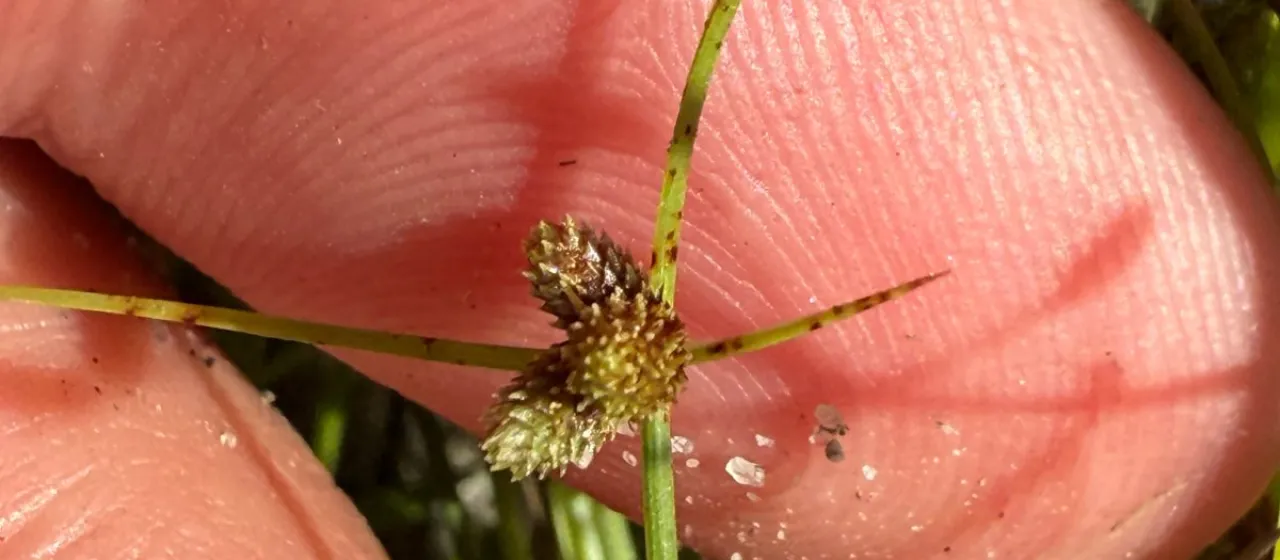 Smallflower halfchaff sedge