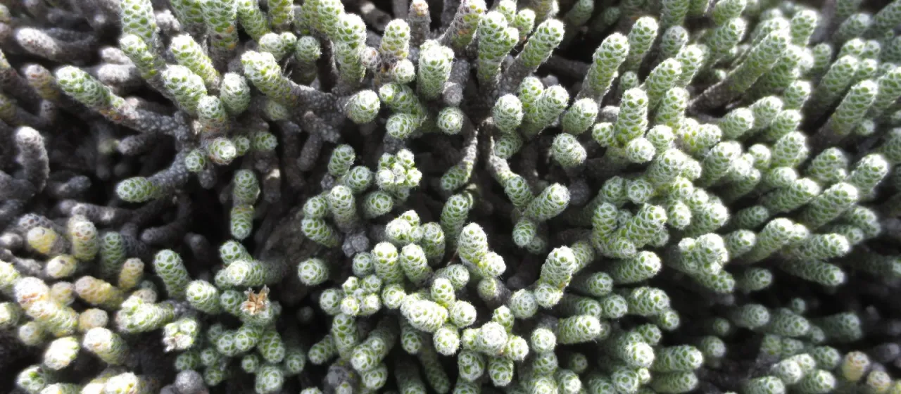 Helichrysum coralloides