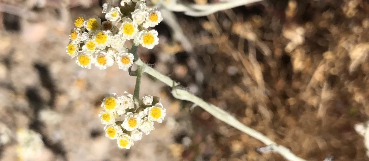 Helichrysum indicum