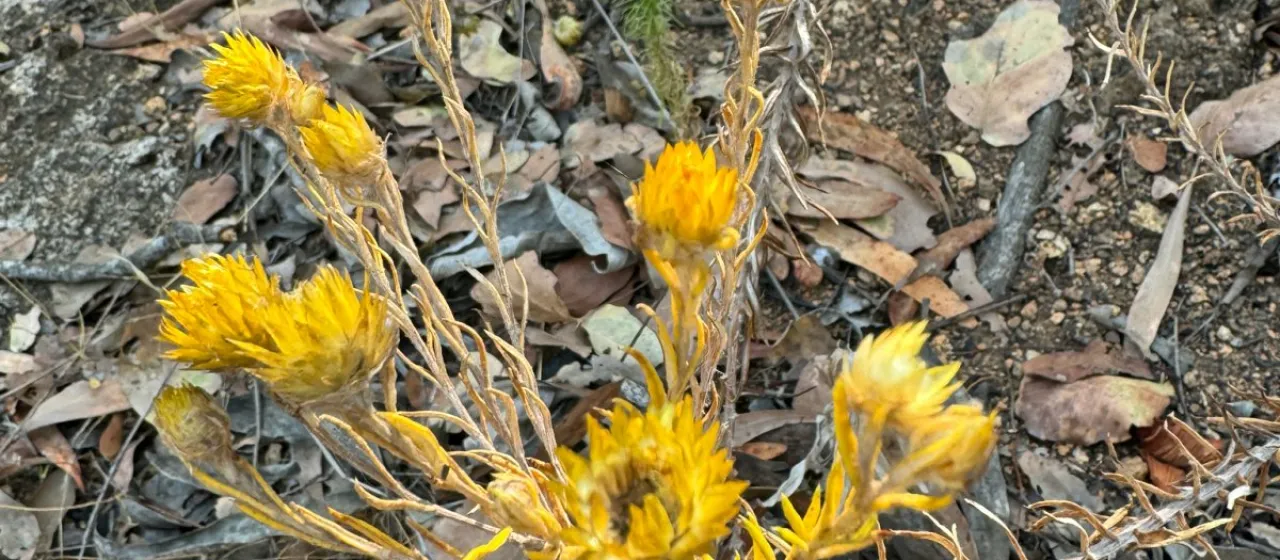 Helichrysum kirkii