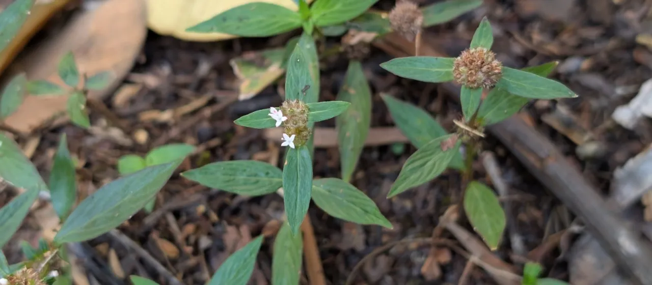 Hemidiodia