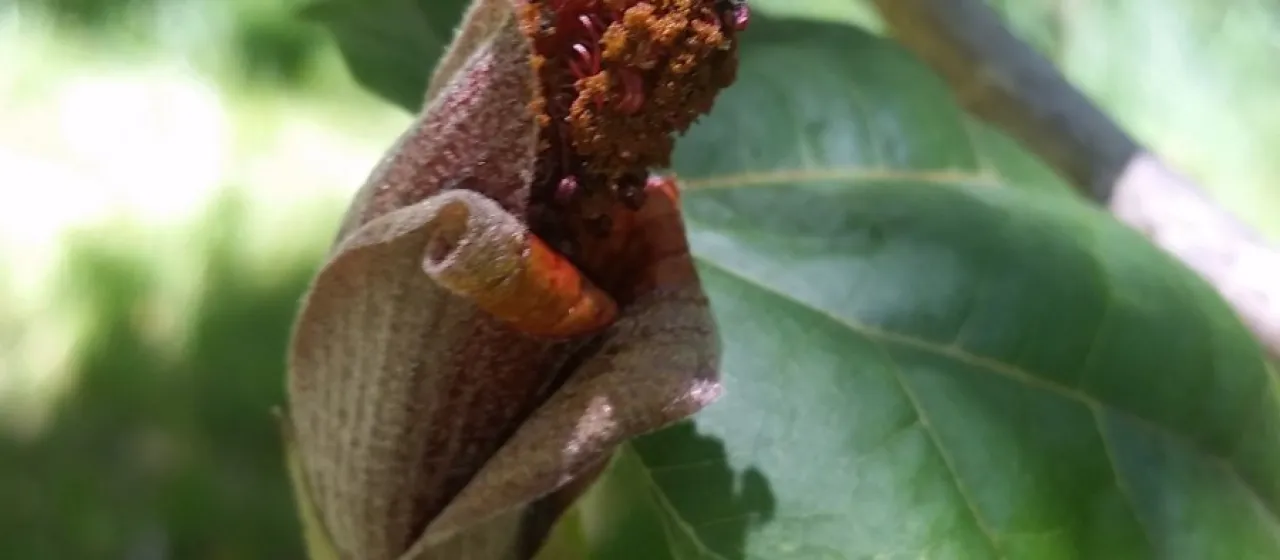 Hibiscadelphus