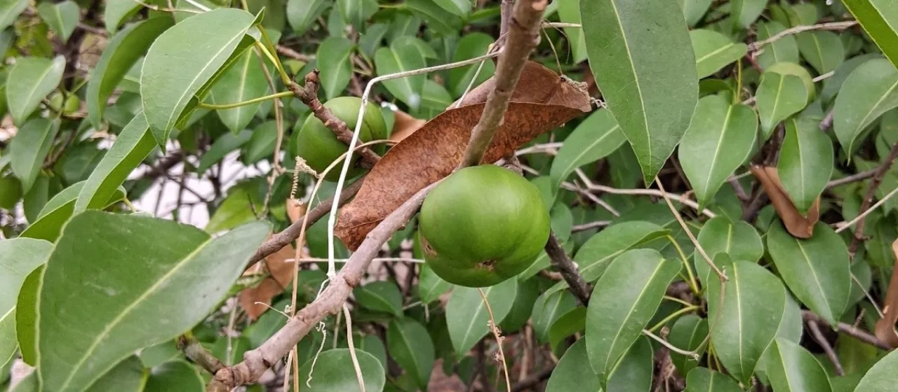 Manchineel tree