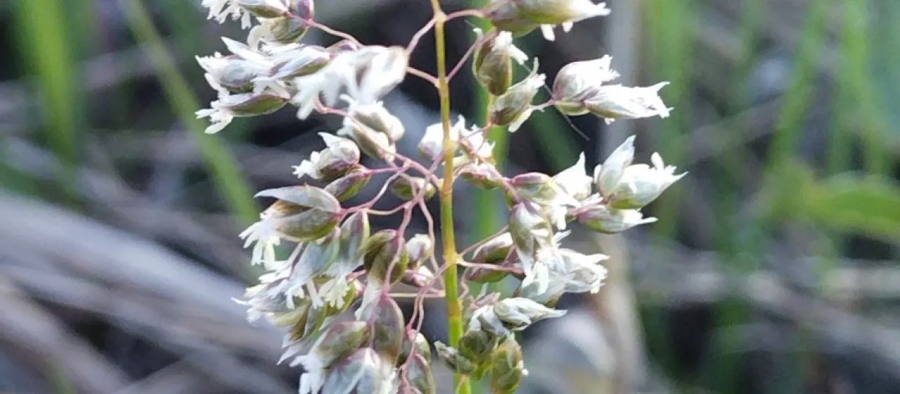 Hierochloe glabra