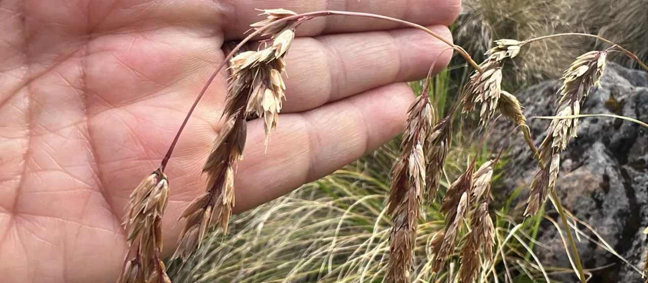 Sweet holy grass