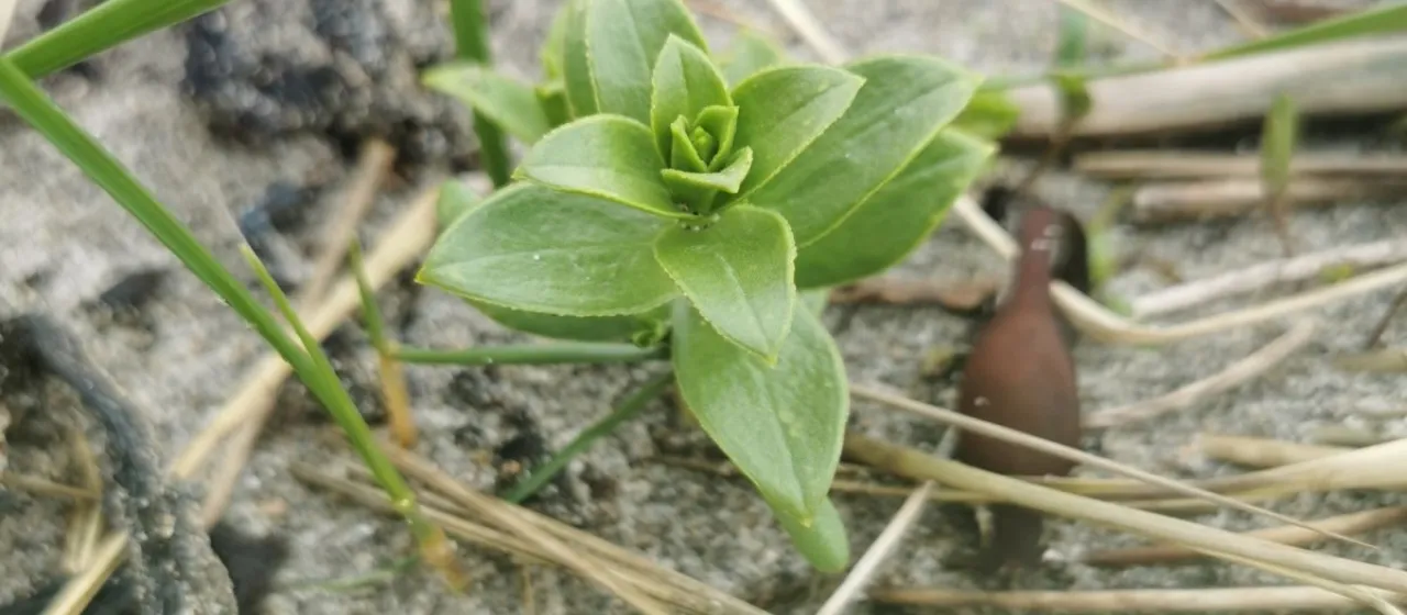 Sea sandwort