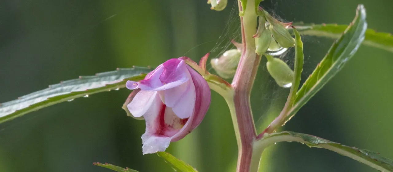 Hydrocera triflora