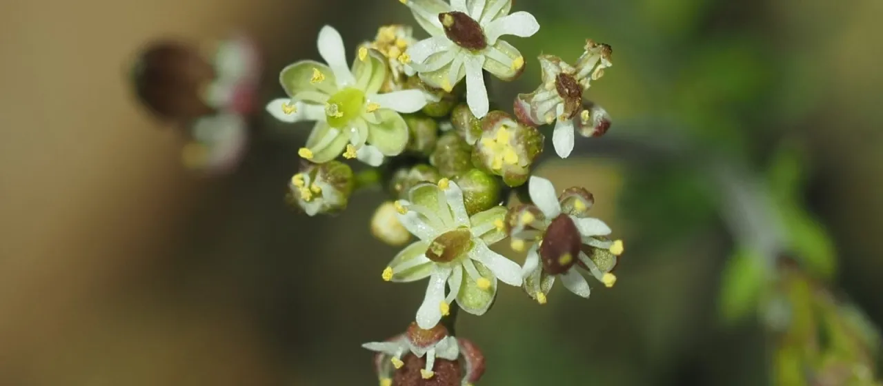 Hymenolobus
