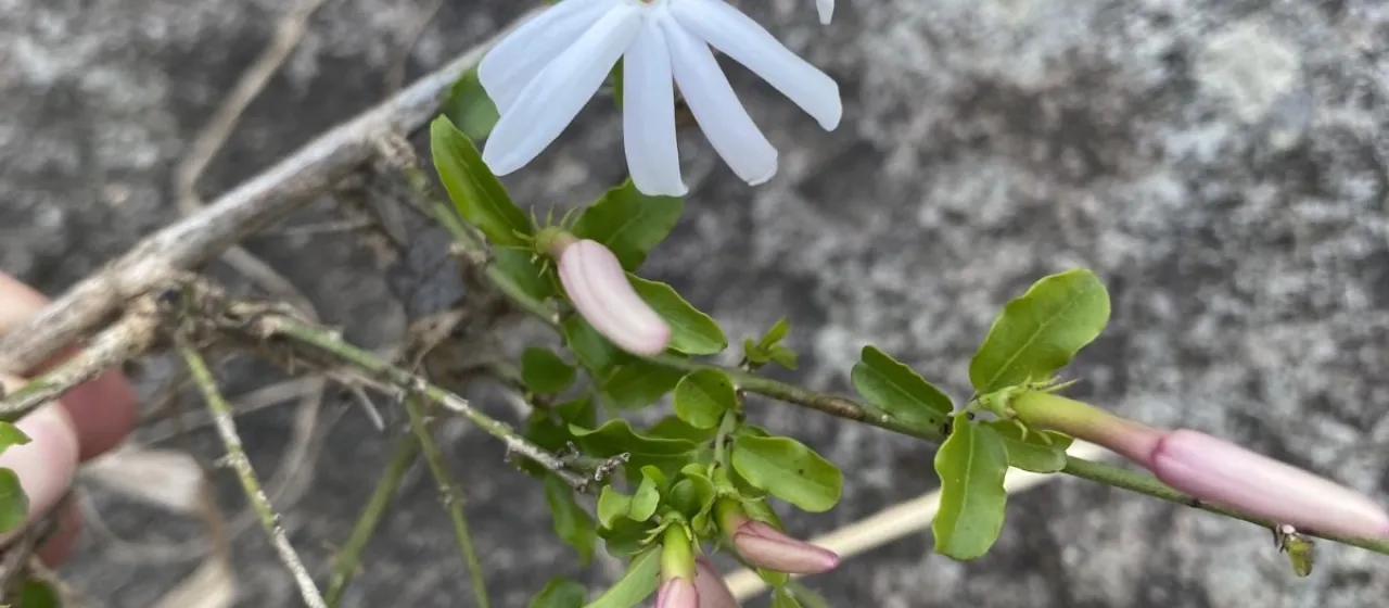 Starry wild jasmine