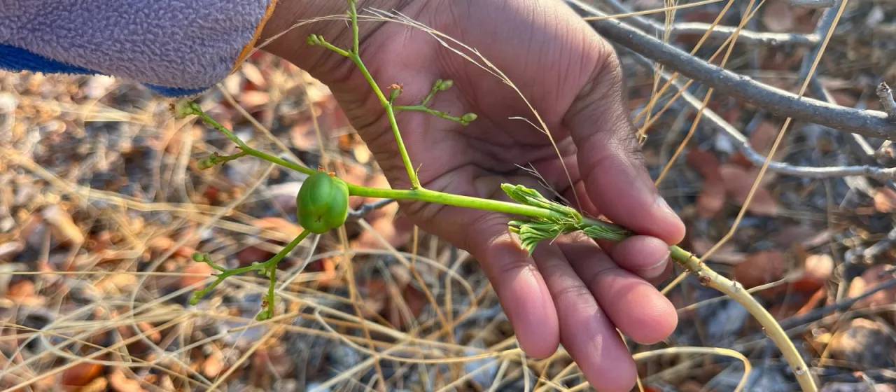 Jatropha messinica