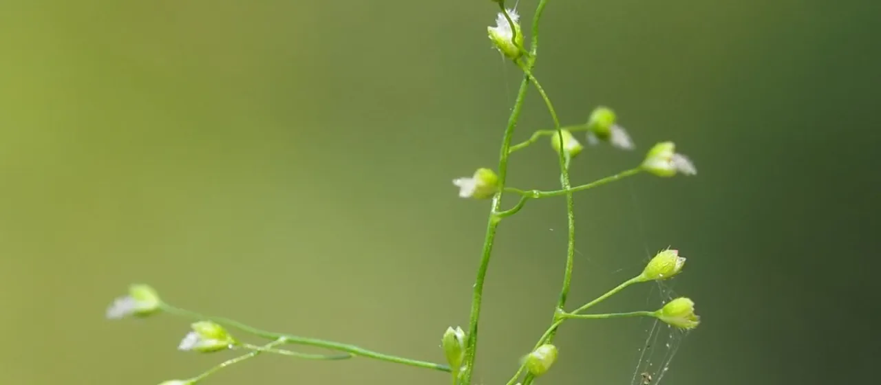 Isachne pauciflora