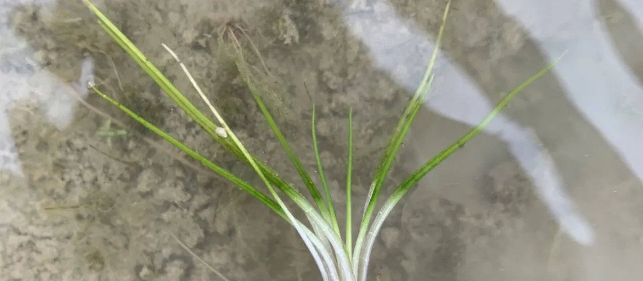 Spiny-spore quillwort
