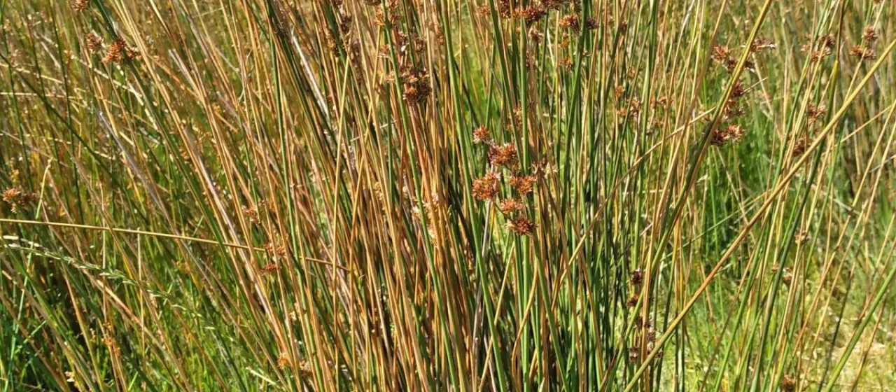 Juncus amabilis