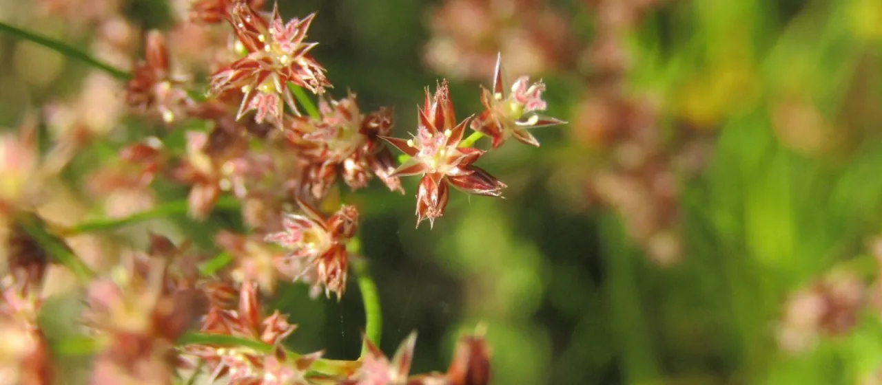 Small-headed rush