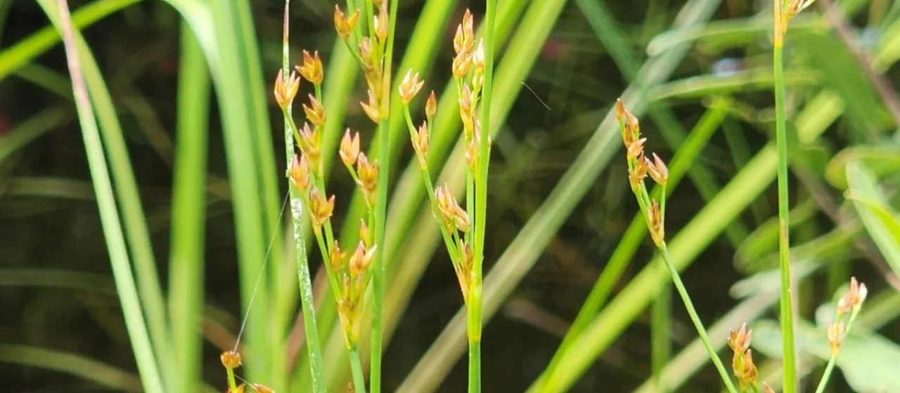 Brown-fruited rush