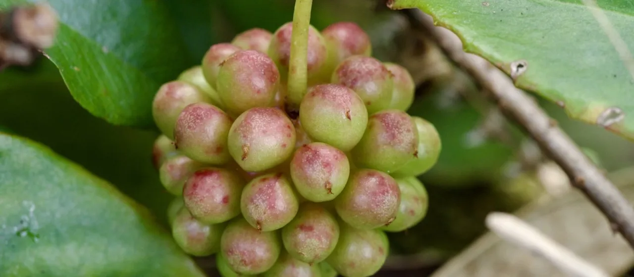Kadsura japonica