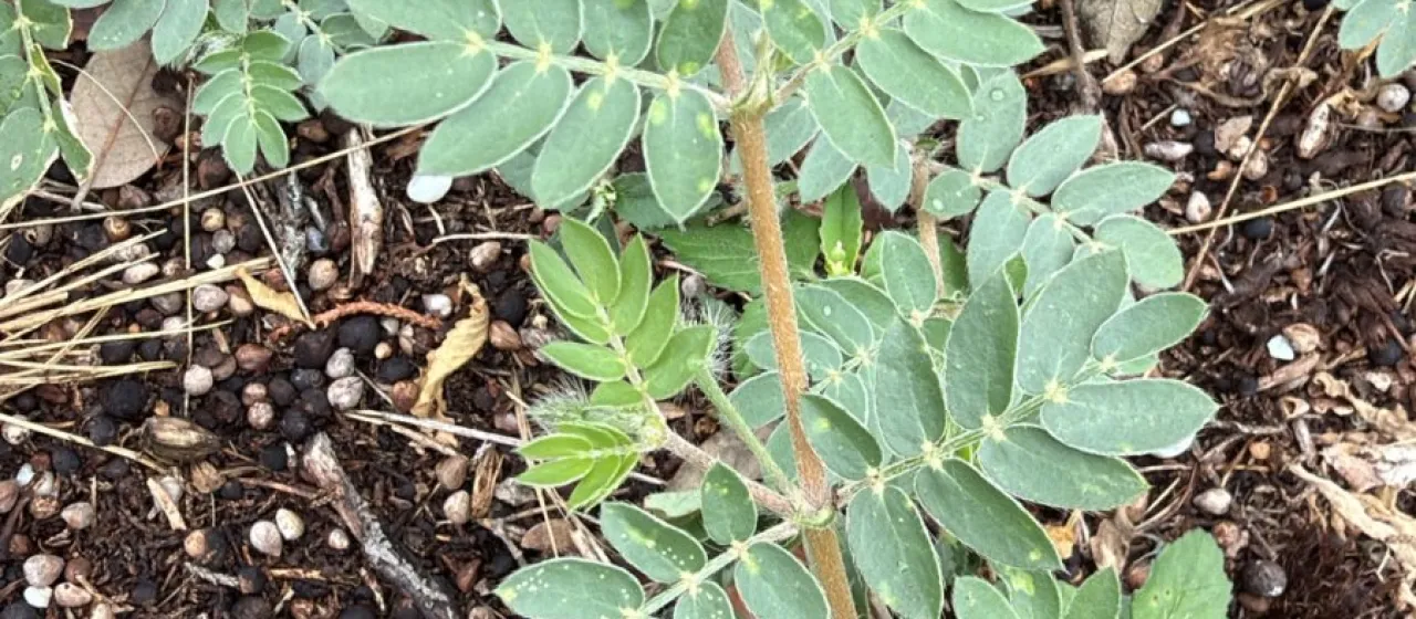Kallstroemia intermedia