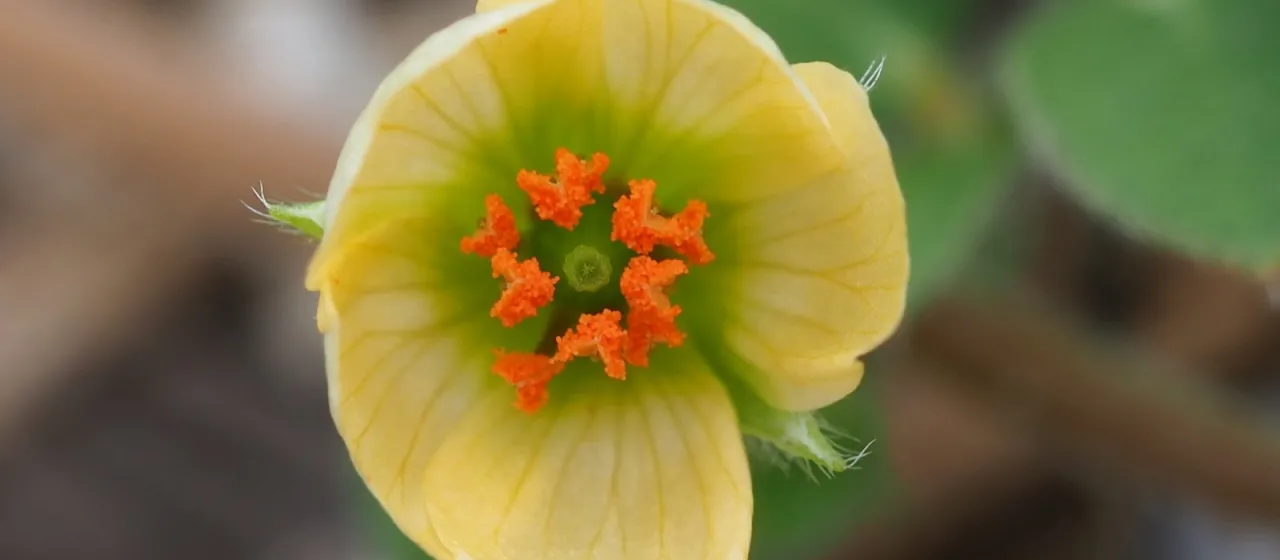 Kallstroemia maxima