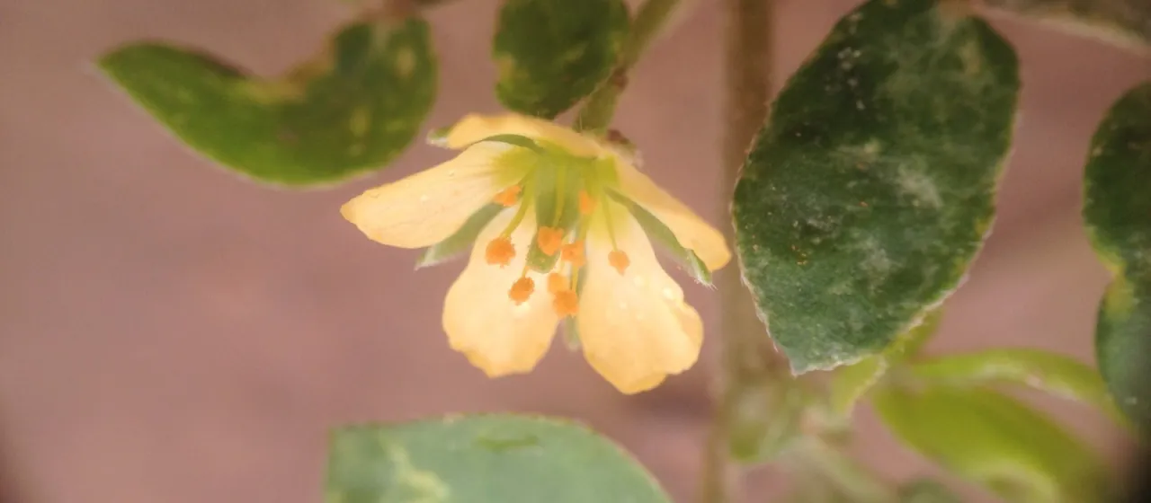 Kallstroemia tucumanensis
