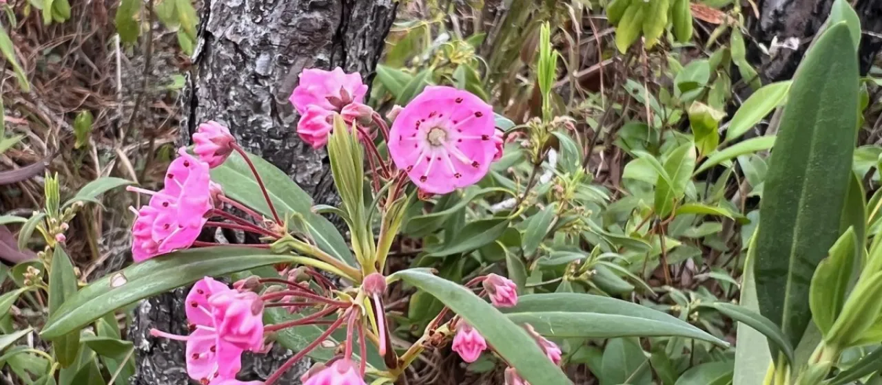 Carolina bog laurel