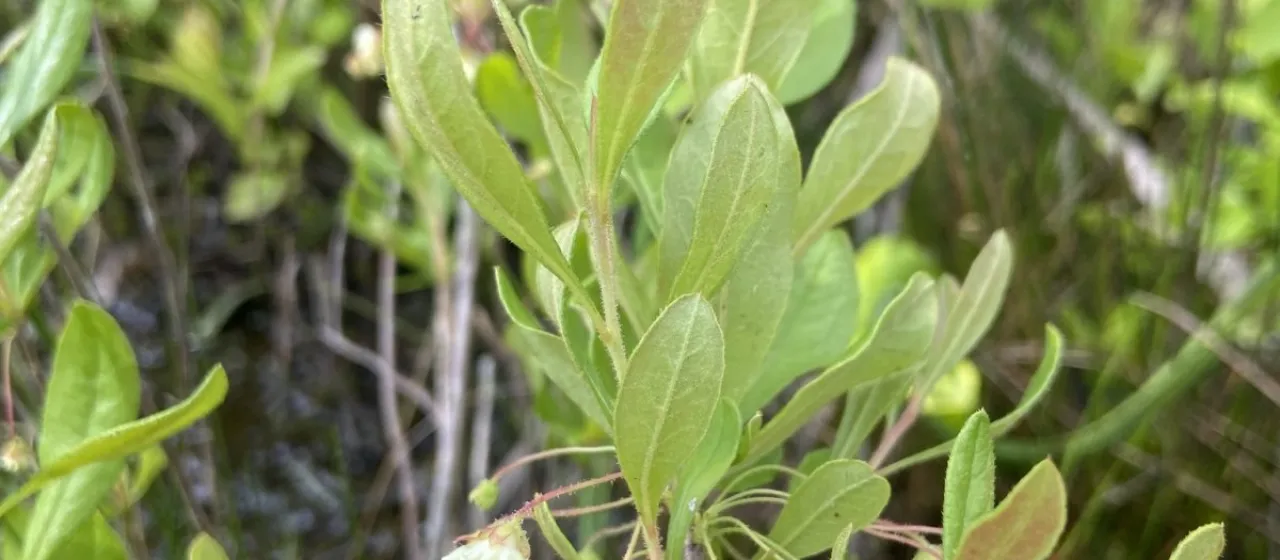 Kalmia cuneata